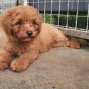 Cute Poodle Puppy-5