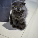 Female Scottish Fold for Sell -2