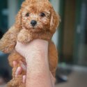 Toy Poodle Puppy For Sale (019 - 480 6689 Grace)-2