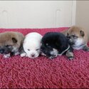 Shiba Inu Puppy For Sale Malaysia (Imported lineage)(019 - 480 6689 Grace)-2