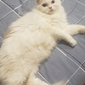 Persian Ragdoll cat to rehome-0