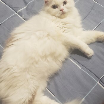 Persian Ragdoll cat to rehome