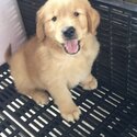 Golden Retriever Puppy For Sale（黄金猎犬 幼犬） (019 - 480 6689 Grace)
