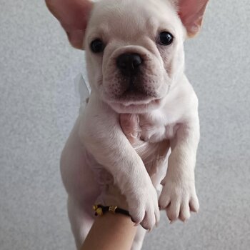 French Bulldog Puppy For Sale (019 - 480 6689 Grace)
