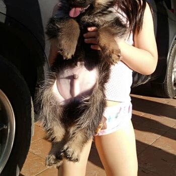German Shepherd Puppy For Sale (Imported lineage)（德国牧羊犬）(019 - 480 6689 Grace)