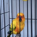 Sunconure bird for adoption-2