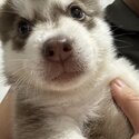 Pomsky For Sale-2