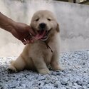 Golden Retriever Puppy For Sale (Imported lineage) (019 - 480 6689 Grace)-3