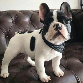 FRENCH BULLDOG AVAILABLE FOR ADOPTION 🐶
