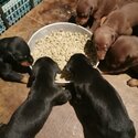 Doberman Puppy For Sale (Imported lineage)(019 - 480 6689 Grace)-2