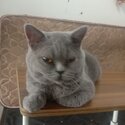 Captivating British Shorthair for selling/rehoming -1