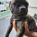 French bulldog cross fancypug -5