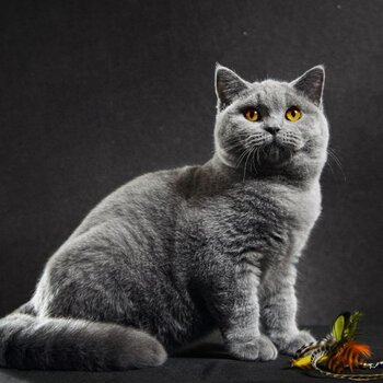 British Shorthair QUASAR CREATOR