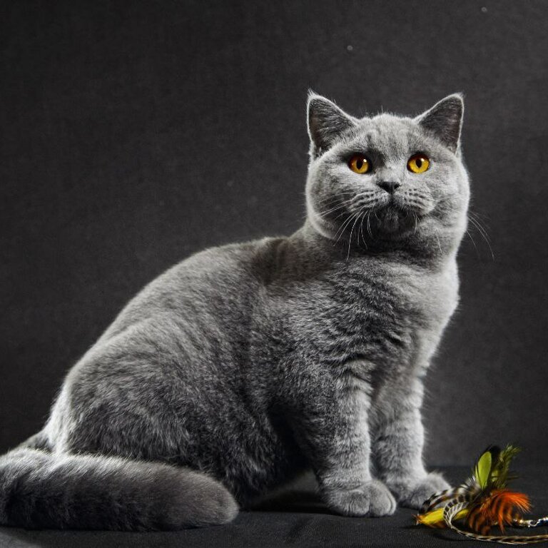 British Shorthair QUASAR CREATOR