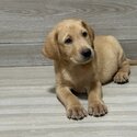 Labrador Puppy For Sale （拉布拉多 幼犬）(019 - 480 6689 Grace)