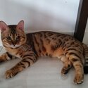 Male Bengal-1