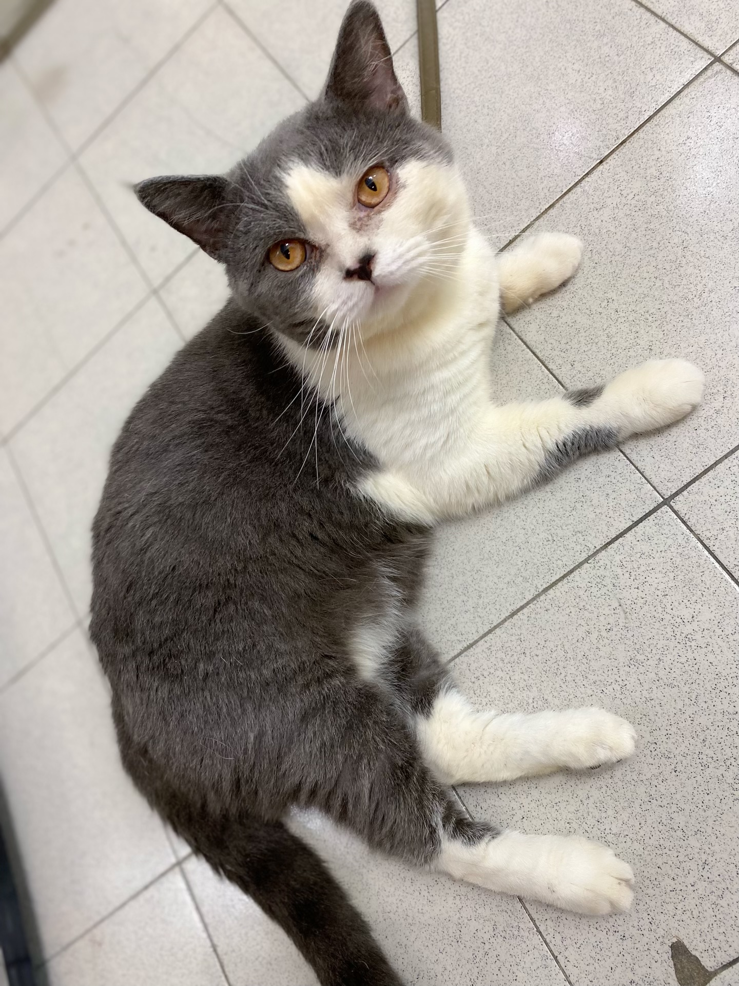 BSH mixed Scottish Fold