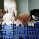 Shiba Inu Puppy For Sale Malaysia (Imported lineage)(019 - 480 6689 Grace)-0