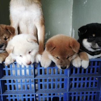 Shiba Inu Puppy For Sale Malaysia (Imported lineage)(019 - 480 6689 Grace)