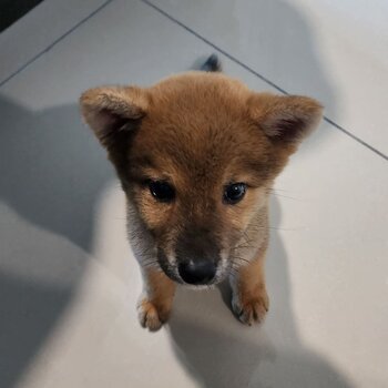 Shiba inu looking for new home