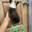 Pure corgi-3