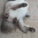Long hair Lilac point Siamese kitten-5