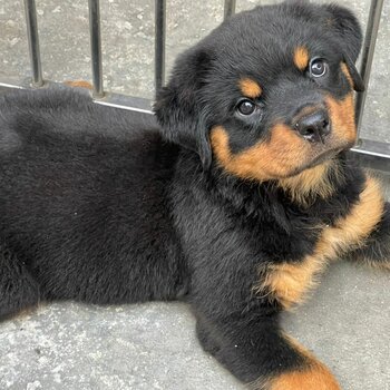 Rottweiler Puppy For Sale (Imported & Champion lineage)（罗威纳犬）(019 - 480 6689 Grace)