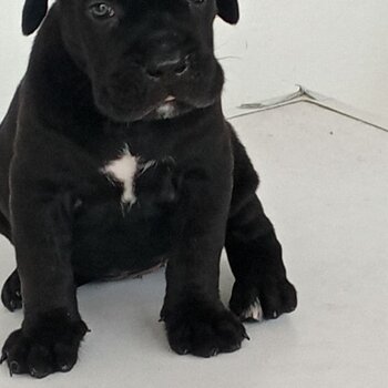 Italian Cane Corso Mastiff Puppy For Sale（意大利獒犬 幼犬）(019 - 480 6689 Grace)