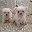 Maltese Puppy For Sale (Champion lineage)(019 - 480 6689 Grace)-0