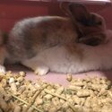 Bunnies For Sale-0