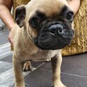 French bulldog cross fancypug -0