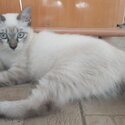 Long hair Lilac point Siamese kitten-3