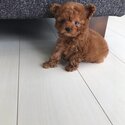 Teacup poodle puppies WhatsApp 01117225019