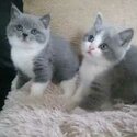  British Shorthair Kittens-1
