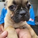 French bulldog cross fancypug -4