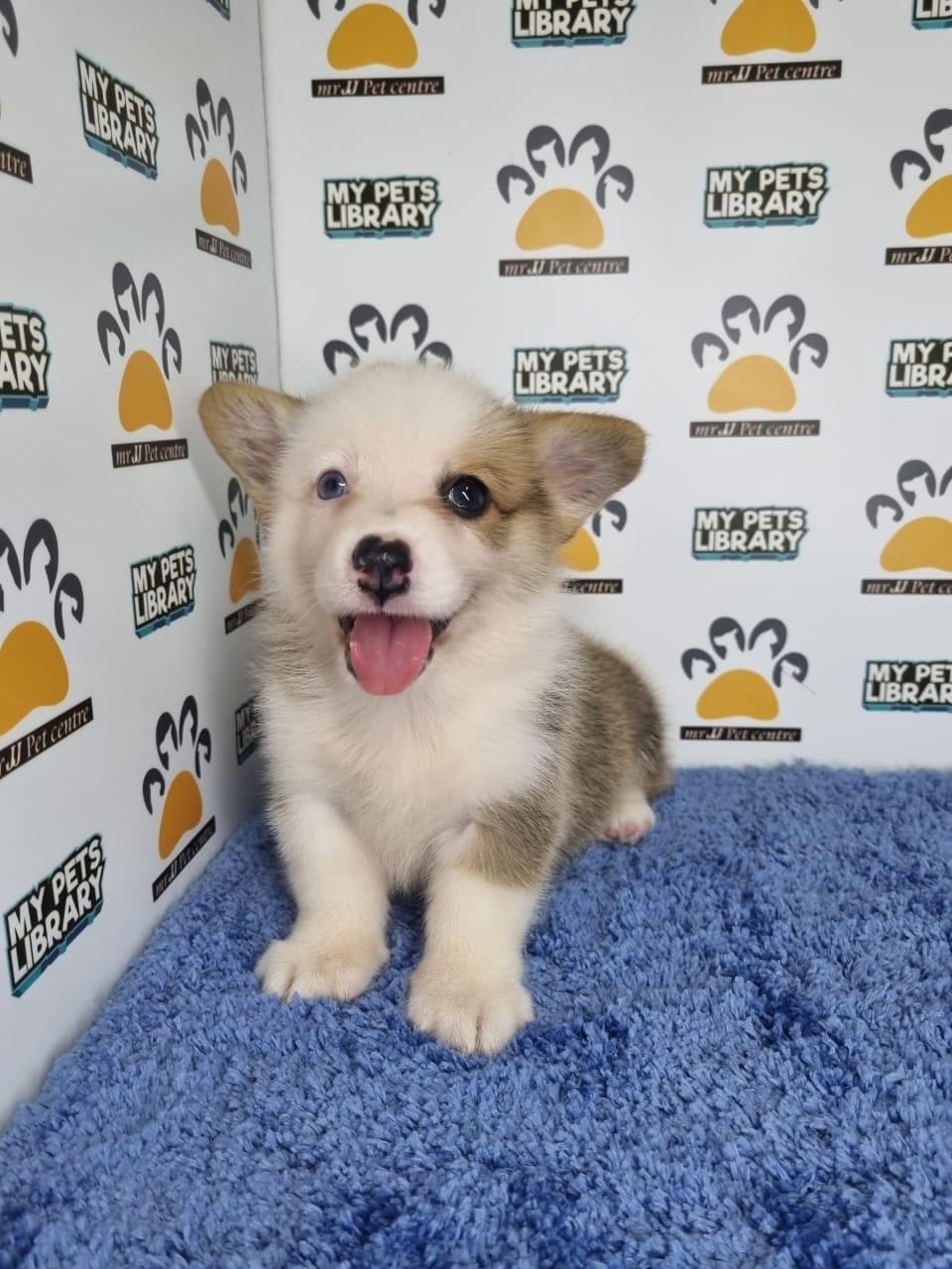 Corgi Puppy for Sale