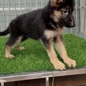 German Shepherd Puppy For Sale (Imported lineage)（德国牧羊犬）(019 - 480 6689 Grace)