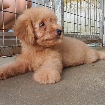 Cute Poodle Puppy