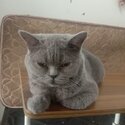 Captivating British Shorthair for selling/rehoming -0