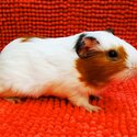 Guinea Pig | Tikus Belanda Brown+white-3