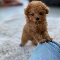 Teacup poodle puppies WhatsApp 01117225019-0