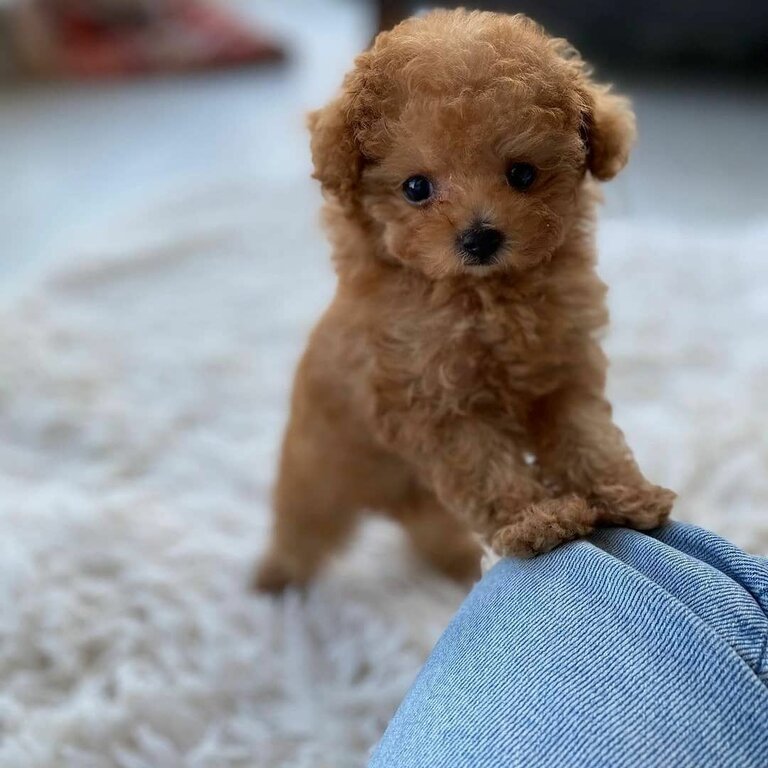 Teacup poodle puppies WhatsApp 01117225019
