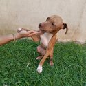 Male American Pitbull Puppy for Sale-4