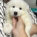 Samoyed Puppy For Sale (Imported from Vietnam) (019 - 480 6689 Grace) -5