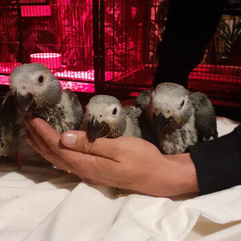 Handfed Congo African Grey Parrots