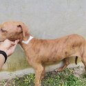 Male American Pitbull Puppy for Sale-1