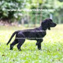 Working English Cocker Spaniels (Gold/Chocolate/Black)-2