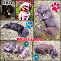 Shihpoo puppies -3