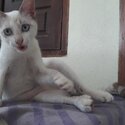 White Siamese kitten-5