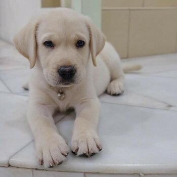 Last Male & Female Homebreed Champion Bloodline Labrador Puppies 